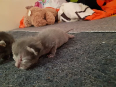 valerie_mase my baby cat's Pic