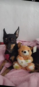 Susa1userma_ Meet my pets Oliver and Dulce🥰 Hình 6