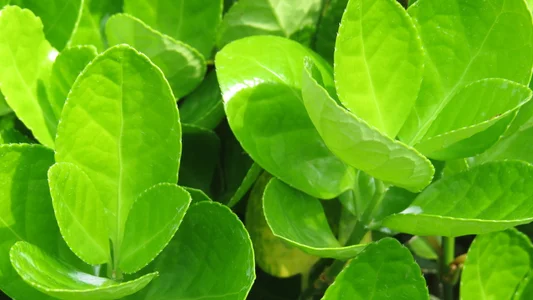 AngelwithEcup 春天来了 Spring comes Foto 6