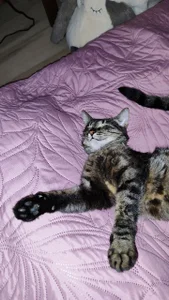 My favorite Splyushka😻 Splyushka will be glad of your financial support♥ de VandaRossi Foto 4