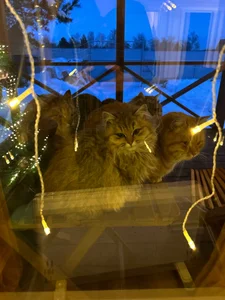 MistyBarnes Merry Christmas Pic 2