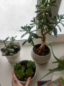 I also love growing houseplants! 🌱 de MarcyBright Foto 9