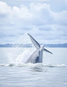 YourLittleFantasy another goal achieved 💙💦 whales🎯 Foto 2