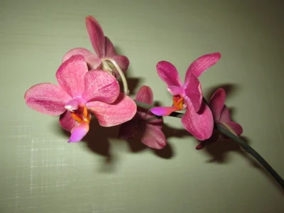 MISSBOOBS: My orchids! ( 3 фото)