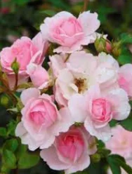 Audrey_Aura ROSES Pic 7