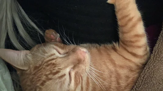 AlirawrzのMy catsの 3枚の写真