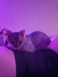 SelmaCarolfi My Little Pussy Bilde 5