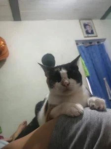 Jake_Falcon my cute pet Poză 4