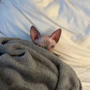 nancy_chancy 🐱 meet Yasya 🐱 зображення 5