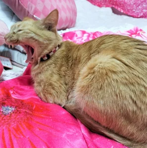 -mirurun08- にゃんこ♥　Cat Pic