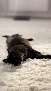 NatalForsy My kittys^^ Kuva 5