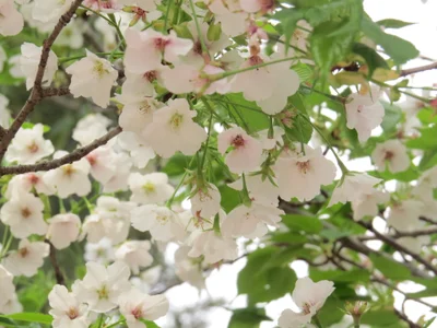 春天来了 Spring comes