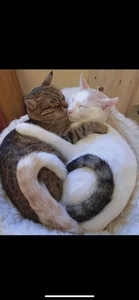 個人的癒し写真・画像 de SPOTSCAMEL  8 Imagens