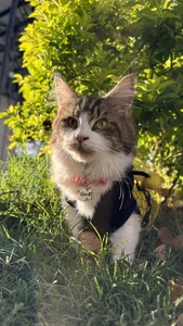 sammy_laszlow Photos with my cat Zully on Halloween صورة واحدة|sammy_laszlow Photos with my cat Zully on Halloween صورتان|sammy_laszlow Photos with my cat Zully on Halloween  3 صور|sammy_laszlow Photos with my cat Zully on Halloween  3 صورة