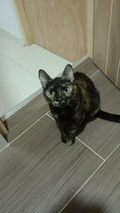 sofi_blainee my cats Pic 6