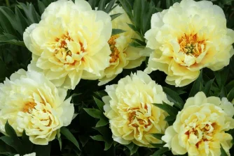 Audrey_Aura colors of nature Pic