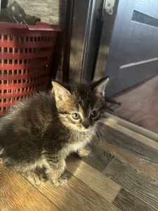 Jennifer_Broccoli My cats😽 Εικόνα 8