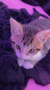 anapuala_sexxxのlove of my life 🥺Pandora 🐈‍⬛ Tomas 🐈の 3枚の写真