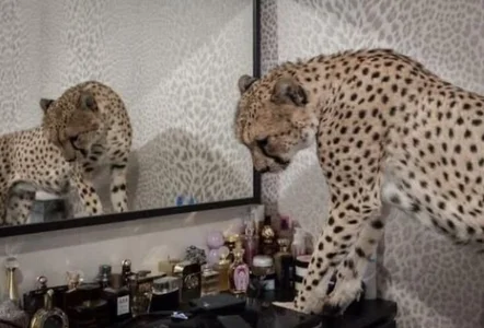 Public de talltattle  4 Imagens