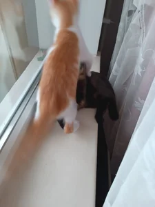 RosieMoons kullanıcısının my cat albümü -  2 fotoğraf