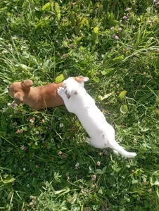 Lily_flower7 Little joys❤ Pic 3