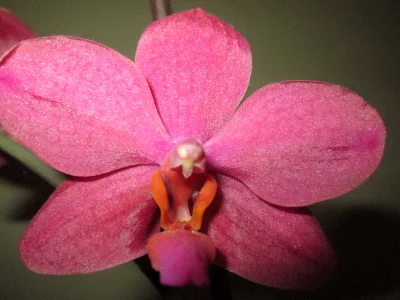 MISSBOOBS: My orchids! ( 5 фото)