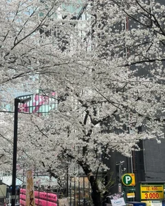 Babe_YK's Sakura 2024 Sex Photo 1