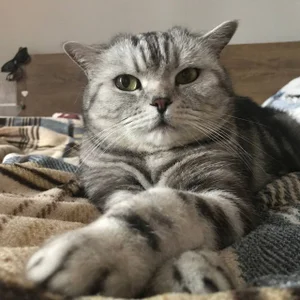 luna_berryy my little bun 😼 Pic 2