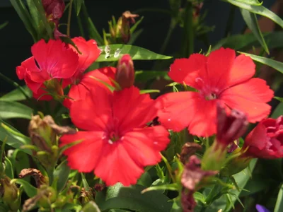 AngelwithEcup 春天来了 Spring comes Foto 9