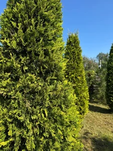 EIeniVanwart Summer vibe 2 Pic 5