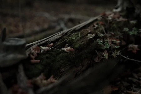 Dark_Brii my life♥ Pic 3