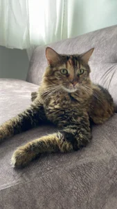 sofi_elfqueen My kitties 😻😻😻😻 รูป  7