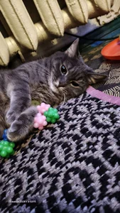 swett_girll my cat 🥰🐈 Hình 4