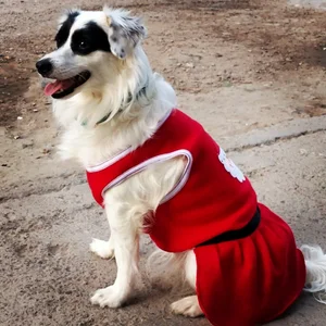 diamondfer MY PETS Pic