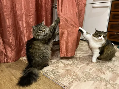 Wendy-Darling My sweetest pets Pic 7