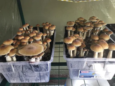 Bigdorkheadass Public Poză 4