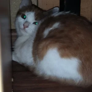 My kitty Vifa de RedLipse  2 photos