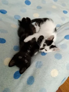 My cute pets od CaitlynLian  2 snímek