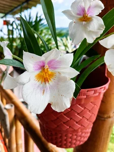 MilaWhitte Naturaleza 🌿🌸 Billede