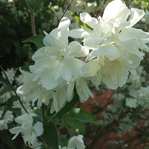 GypsyEsmeralda kullanıcısının My love albümü -  6 fotoğraf