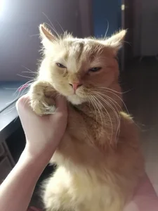 Tiger od Yumi_Youkai  2 snímek