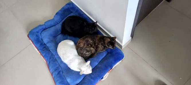 sofi_blainee my cats Pic 3