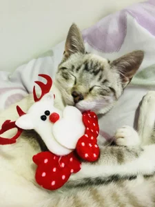 Navidad 🎄 de Shopia_NadallHoney  3 Imagens