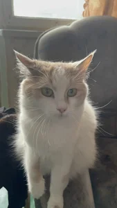 NanaDaizy My Cats😻 Pic