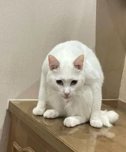 Gxhmelx-xiaoxiao 调皮捣蛋❤️ 圖片 8