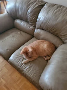 My cats de maelstryx2  4 Imagens