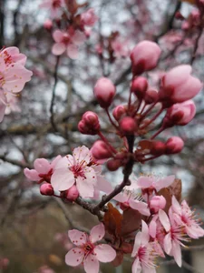 Divinna TAVASZ A KERTBEN Foto 8