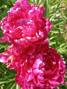 GypsyEsmeralda My love 圖片