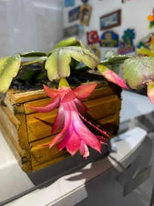 VickyJackson_ My plants Pic 8