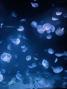 Oo_aki お友達と水族館行って来た時の写真です！　クラゲさん可愛かった～ Pic